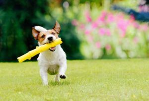Pet Fence Northern New Jersey Dog