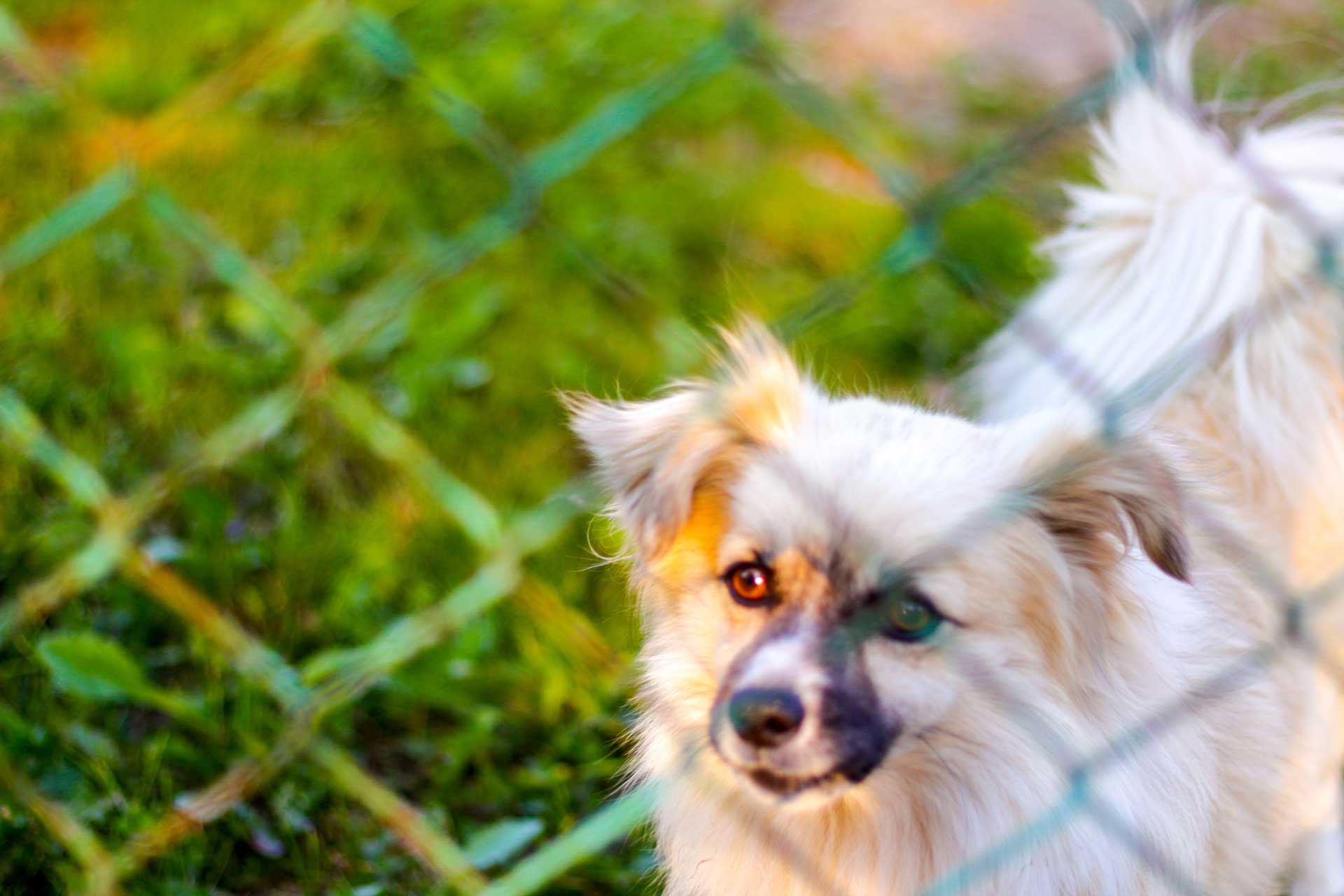 bigstock-Defocus-Pekingese-Dog-On-The-G-421562195-web