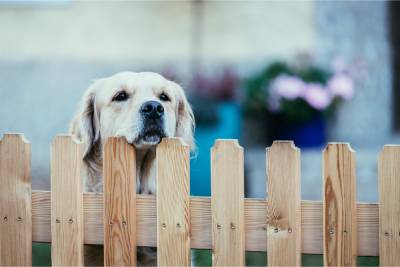 dog